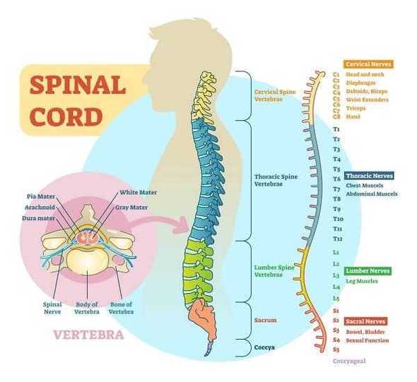 Spinal-cord-schematic-diagram